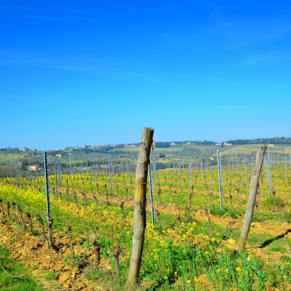 Fattoria Corzano e Paterno Fattoria Corzano e Paterno